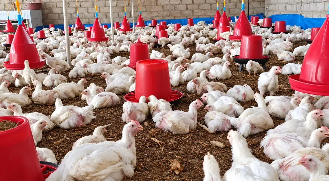 Élevage de poulets de chair