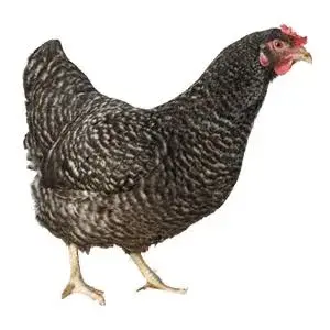 Poule au plumage gris rayé