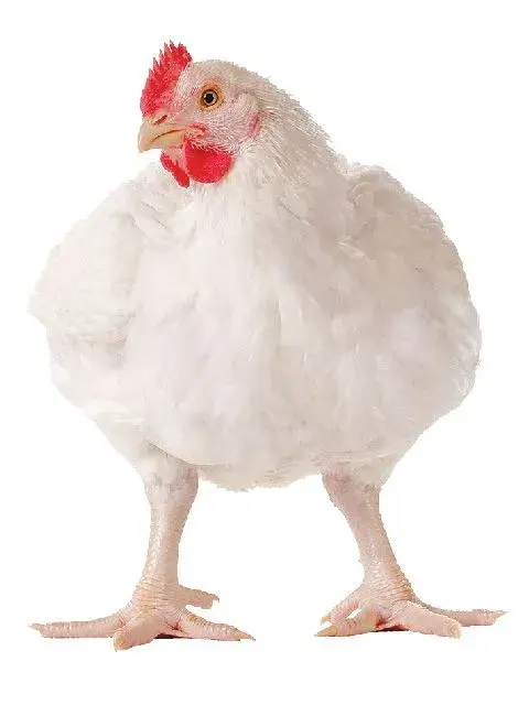 Poulet de chair blanc